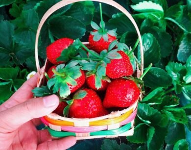 Savor Laguna: Discovering the Culinary Gems of this Philippine Province