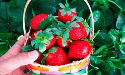 Savor Laguna: Discovering the Culinary Gems of this Philippine Province